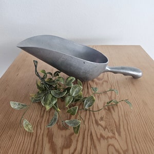 May include: A silver metal scoop with a handle. The scoop is sitting on a wooden surface with a green plant.