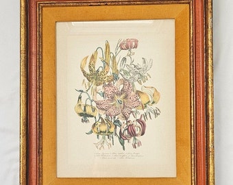 Antique Jane Loudon Framed Floral/Botanical Original Lithograph Print, 19th Century, Rare