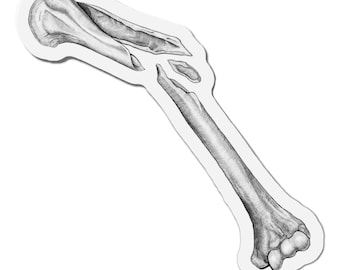 Imán troquelado de húmero roto de 6 pulgadas