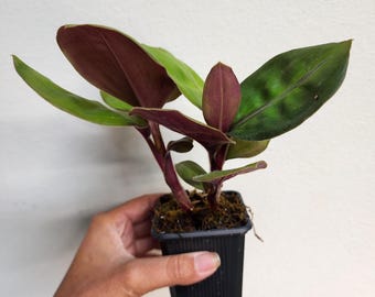 Lecanopteris Balgooyi Rhizome Division Established, EXTREMELY RARE