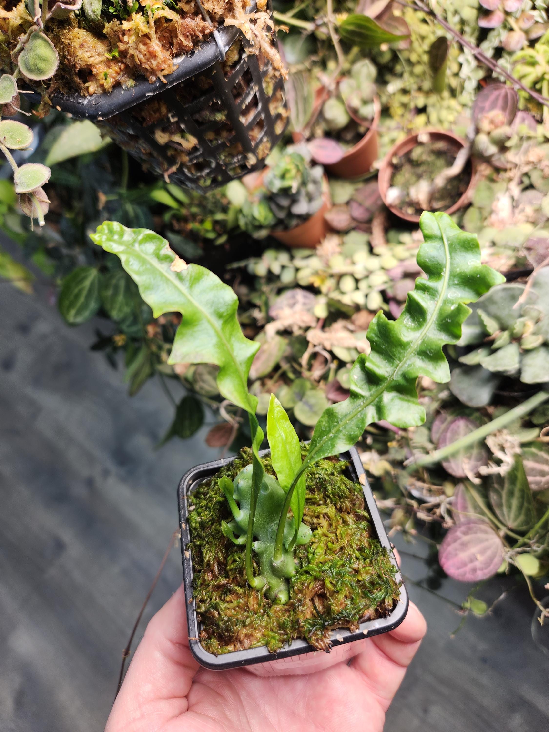 その他観葉植物 Lecanopteris balgooyi Lecanopteris balgooyi – 伊藤蟻植物農園
