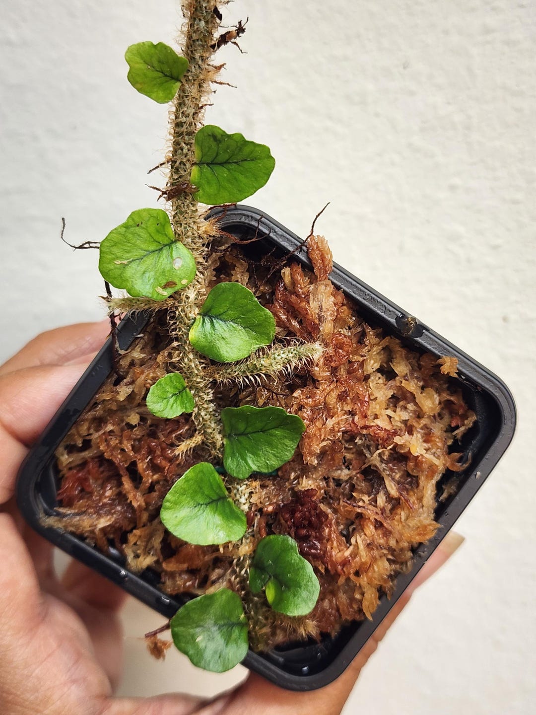Microgramma CF Vaccinifolia Round Leaf, Lightly Rooted, Terrarium ...