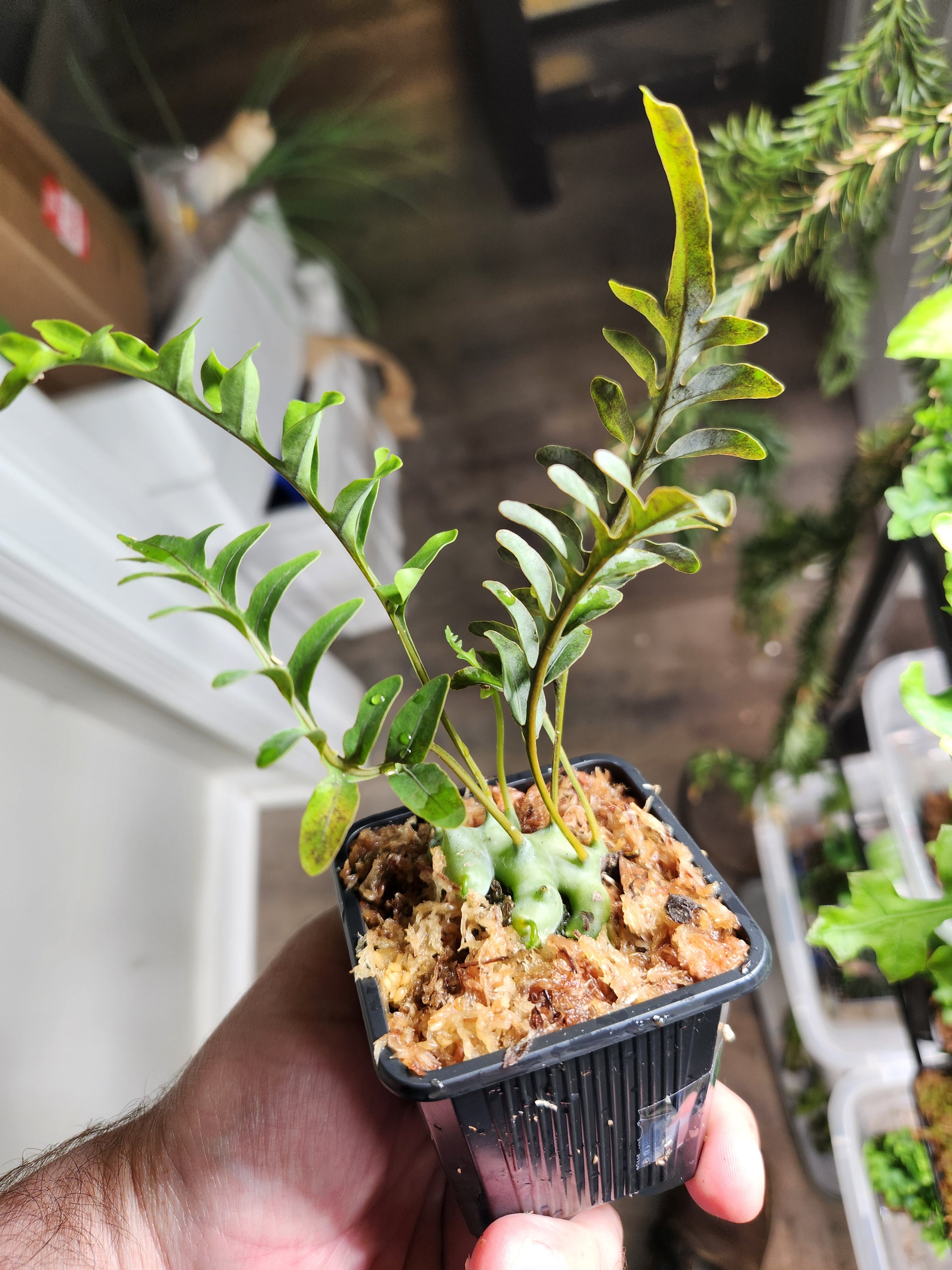 Lecanopteris Pumila Rooted Rhizome Division - Etsy