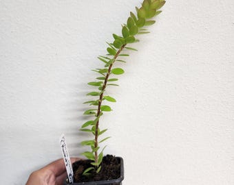 Lecanopteris Balgooyi Rhizome Division Established, EXTREMELY RARE