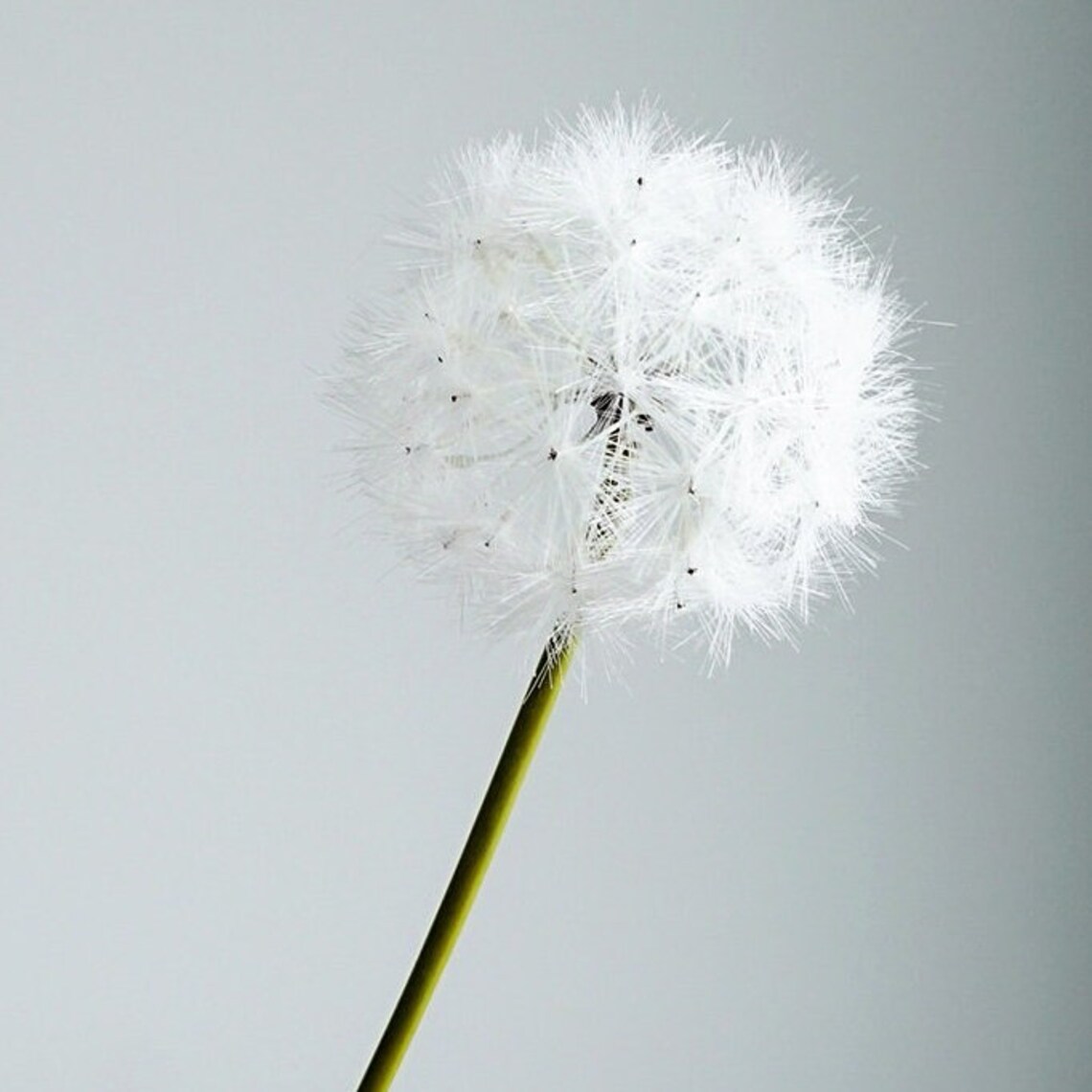 Artificial Dandelions Real Touch Dandelion Flowers Bouquets Etsy