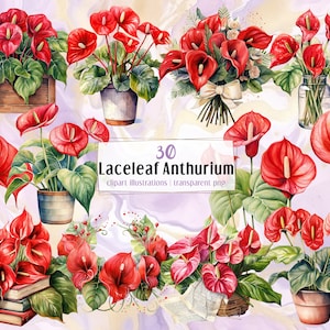 Laceleaf Anthurium Blumen, Aquarell Stil Illustrationen. Rote Blütenpflanze, Blumenschmuck, Strauß, Blumenkopf, Topf | PNG ClipArt
