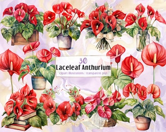 Laceleaf Anthurium flowers, watercolor style illustrations. Red flowering plant, floral decoration, bouquet, flower head, pot | PNG clip art