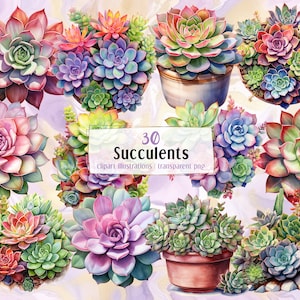 Ilustraciones de suculentas. Hermosas plantas suculentas coloridas en macetas y tierra, arreglos de plantas y clip arts multicolores individuales / PNG