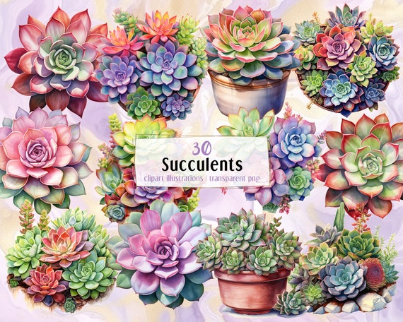 Succulents Illustrations. Beautiful Colorful Succulent Plants in Pot and  Soil, Plant Arrangements and Single Multicolored | PNG Clip Arts - Etsy
