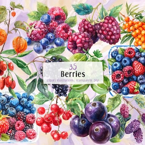 Ilustrações de frutas vermelhas. Frutos silvestres, lanche embalado em cesta de frutos silvestres, vários tipos de raminhos de frutos silvestres. Arte botânica colorida | clipart PNG