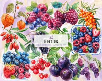 Berries Illustrations. Wild Berry, Mixed Berry Basket Packed Snack