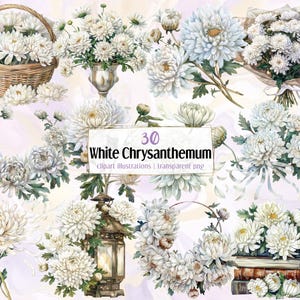 Weiße Chrysantheme Blumenillustrationen. Blumenkranz, unregelmäßiger Incurve-Mütterstrauß, elegante Herbstblumen in Vasen | PNG-Clipart