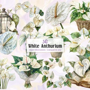 May include: Watercolor illustrations of white anthurium flowers with green leaves. The image includes arrangements in a basket, a bouquet, and with an open book. The text in the image reads "30 White Anthurium clipart illustrations | transparent png."