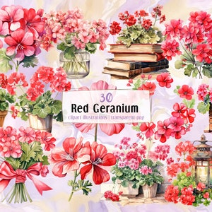 Red Geranium flowers, watercolor style illustrations. Floral decoration, flower pots, beautiful flowering cranesbill plants | PNG clip arts