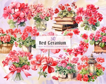 Red Geranium flowers, watercolor style illustrations. Floral decoration, flower pots, beautiful flowering cranesbill plants | PNG clip arts