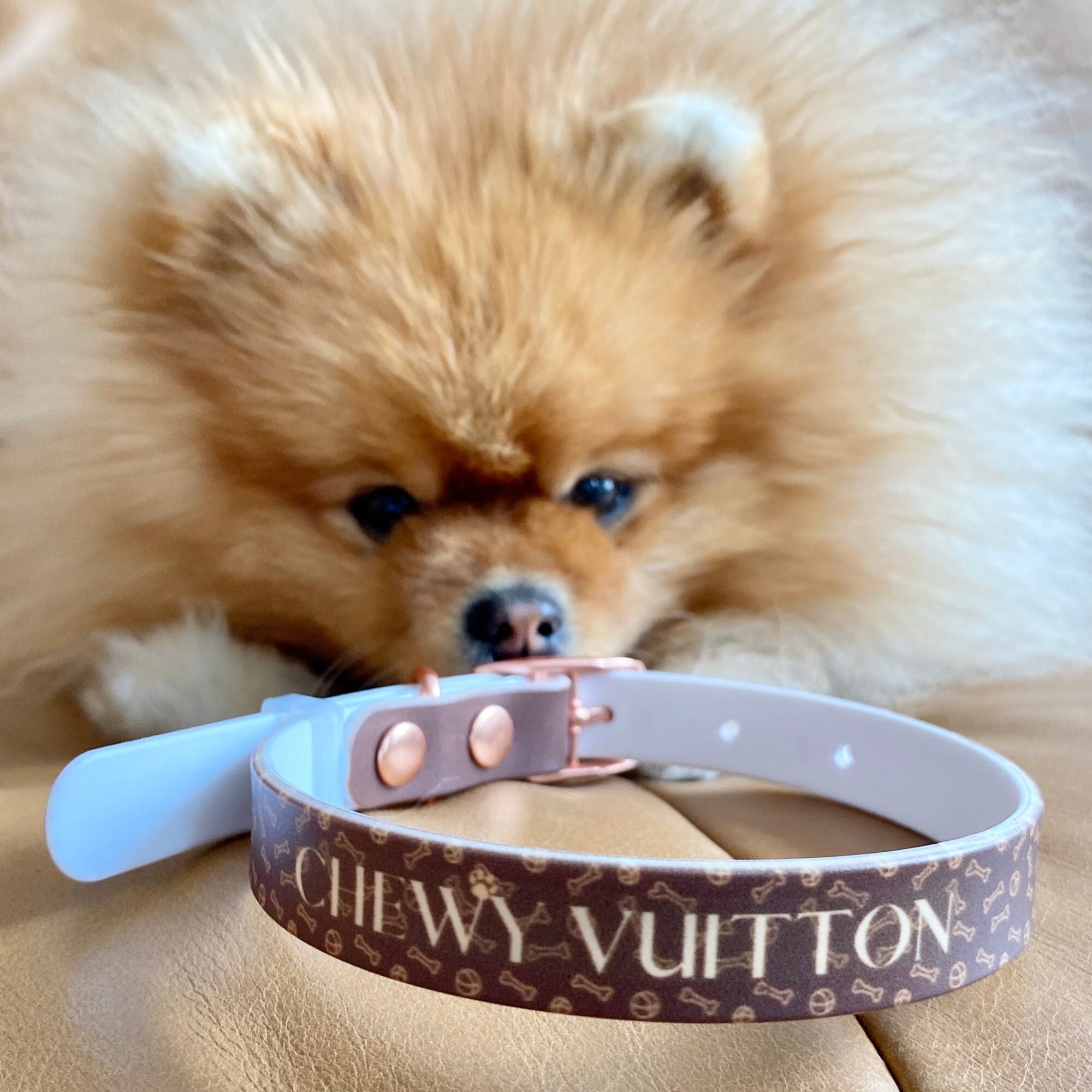 chewy vuitton collar