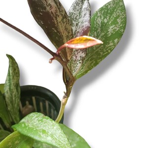 Hoya Speckled PubicalyX 2'' Cutting Starter , 4'' Pot Available Rare Variegated Hoya image 4