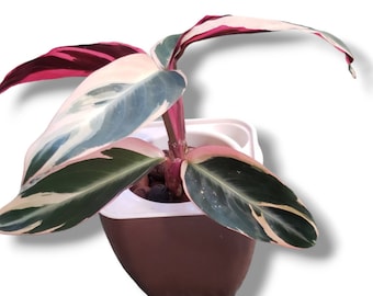 Stromanthe Triostar (Stromanthe sanguinea) 4'' Plant - Prayer Plant - Rare Aroid