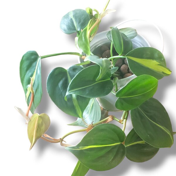 Philodendron Brasil (Brazil)  3 Leaf Cuttings or 4'' Pots Available - Live Variegated Philodendron Scandens