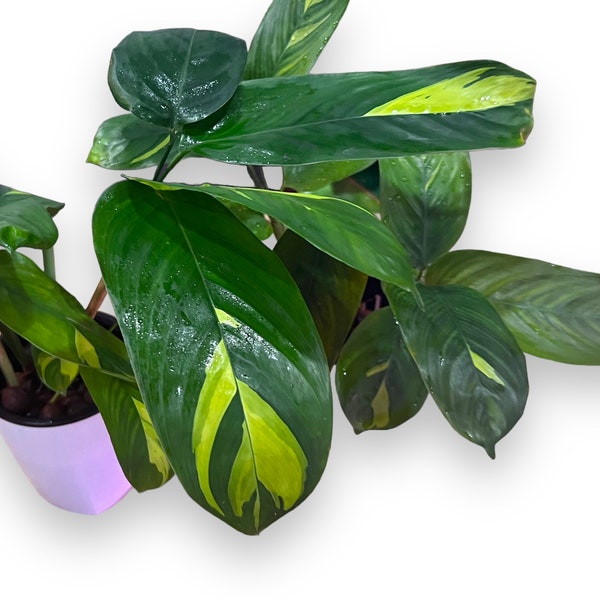 Ctenanthe Lubbersiana (Golden Mosaic) - 5" Pot - Prayer Plant,