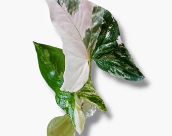 Syngonium Albo Variegatum Starter Plant - Fully Rooted - Highly Variegated - Rare Albo Arrowhead Plant - Exact Plant