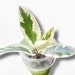 see more listings in the House Plants section