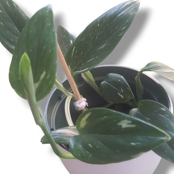 Monstera Standleyana Variegated - 2-3 Leaf Node Cutting, 3'' and 5 '' Pots Available - Live RARE Variegated Monstera