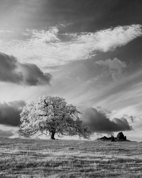 Lone Oak 8x10 Nature Landscape Photo Print