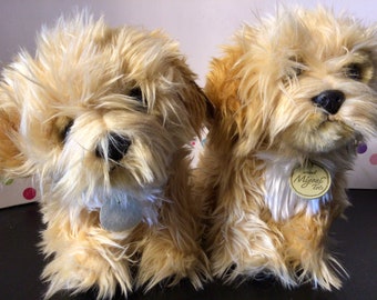 Spoodles Twin Puppies