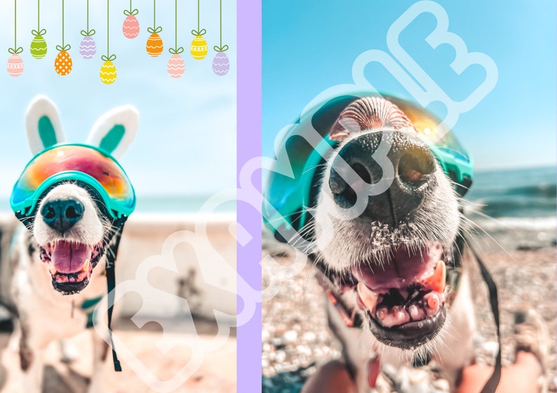 Pet Calendar 2024 Printable digital File Etsy Australia