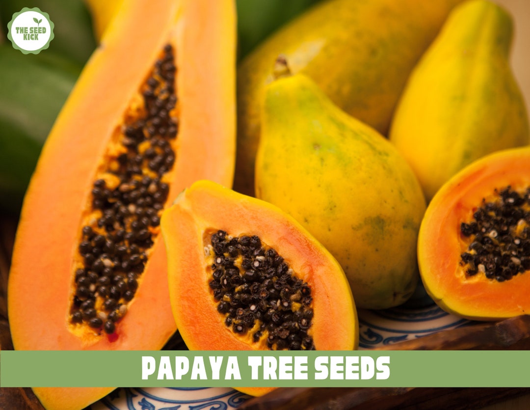 Papaya Tree Seeds Tropical Papaya Pawpaw Seeds Same Day Etsy