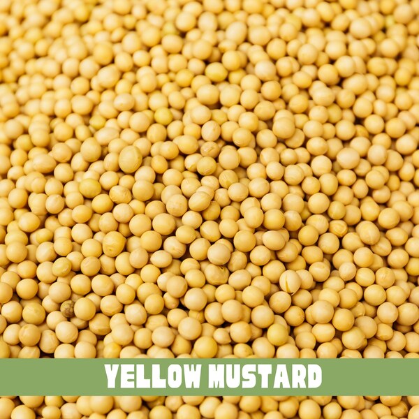 Yellow Mustard Seeds- Sinapis alba - Mostaza Amerilla - Flowering plant Seeds – Same day shipping