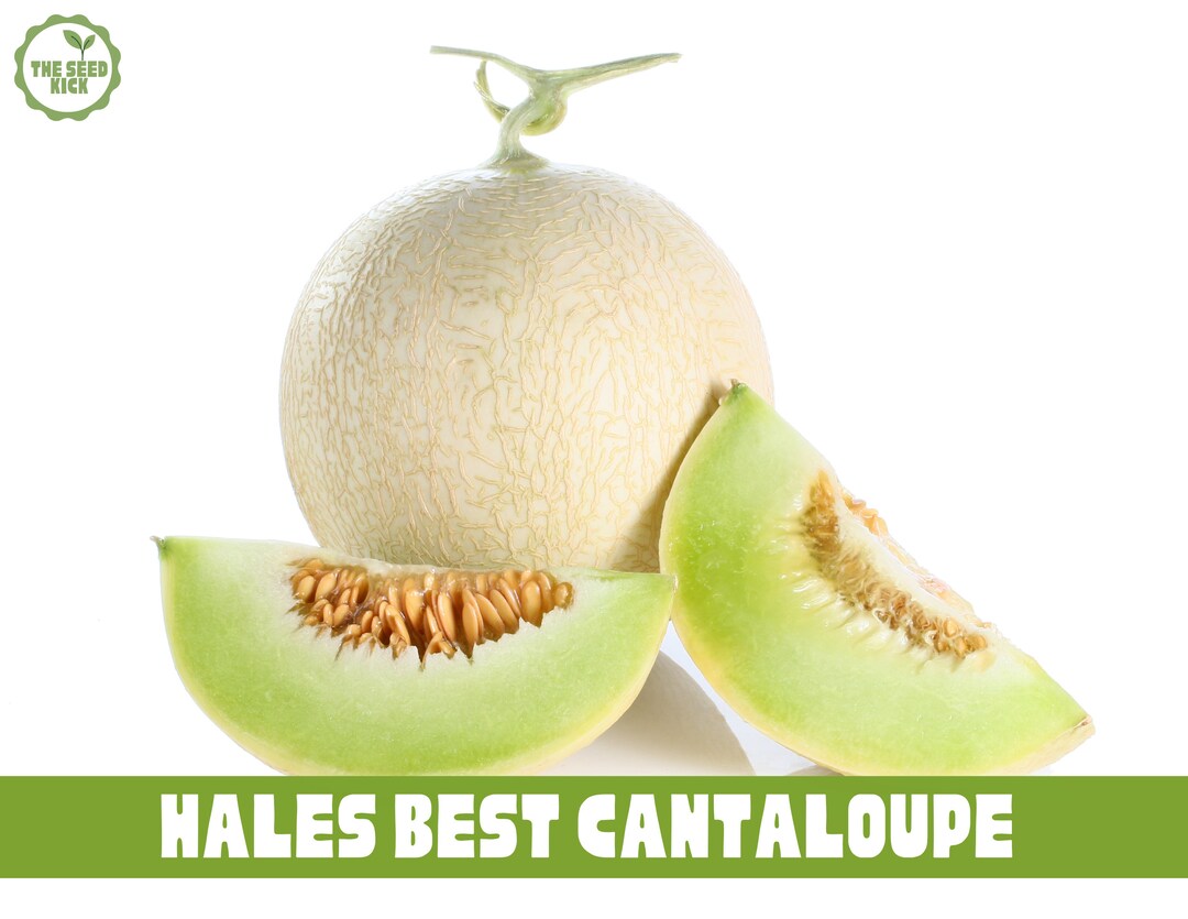 Hales Best Jumbo Cantaloupe Seeds Melon Fruit cucumis Melo Etsy