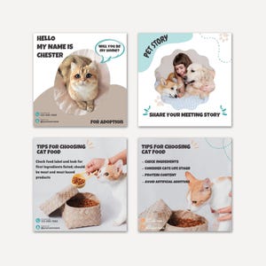 May include: Four square social media graphics featuring pets. One shows a cat with text 'Hello my name is Chester' and 'For adoption'. Another shows a person with two dogs and 'Pet story'. Two show a cat with 'Tips for choosing cat food' and text.