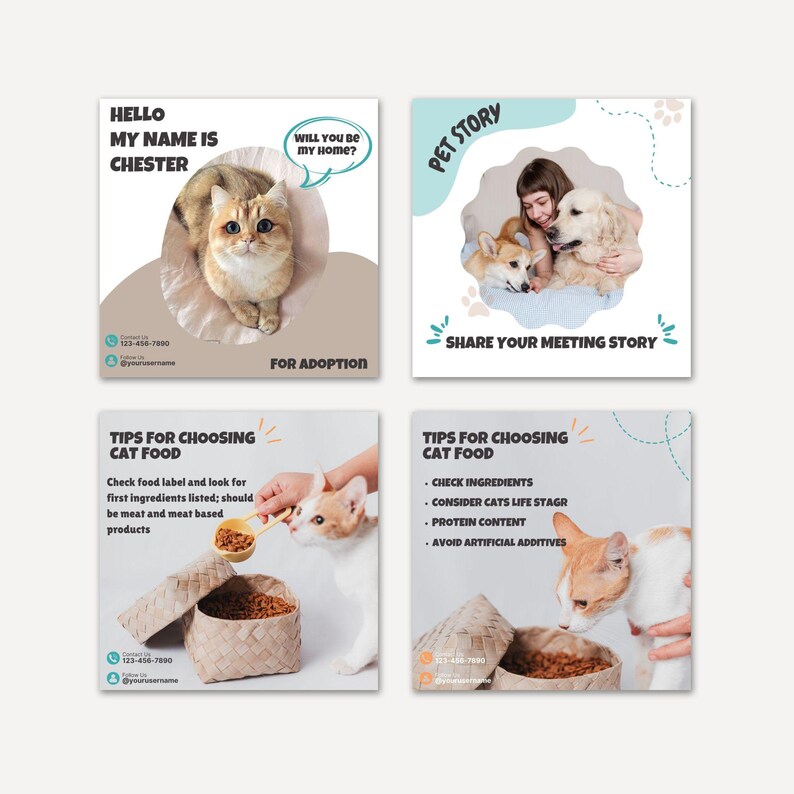 May include: Four square social media graphics featuring pets. One shows a cat with text 'Hello my name is Chester' and 'For adoption'. Another shows a person with two dogs and 'Pet story'. Two show a cat with 'Tips for choosing cat food' and text.