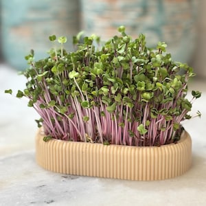 Op de afbeelding: Een kleine, beige, geribbelde plantenbak gevuld met microgroenten. De microgroenten hebben groene bladeren en levendige paarse stelen. De plantenbak staat op een wit marmeren oppervlak, met vage decoratieve vazen op de achtergrond.