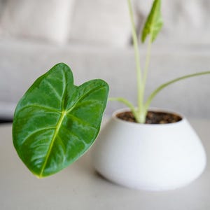 May include: An Alocasia plant with glossy, heart-shaped green leaves featuring prominent light green veins. The plant is potted in a smooth, matte white bowl-shaped planter with a wide base and a narrow opening, containing dark brown soil.