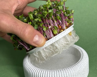 May include: A close-up of a microgreen growing kit. The kit includes a light gray, ribbed, round planter and a tray of vibrant microgreens with purple stems and green leaves. The microgreens are being held above the planter.