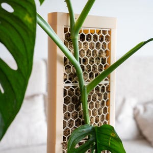Puede incluir: Una planta de Monstera verde con hojas grandes y perforadas es soportada por un enrejado rectangular beige. El enrejado tiene un patrón de panal, sobre un fondo borroso.