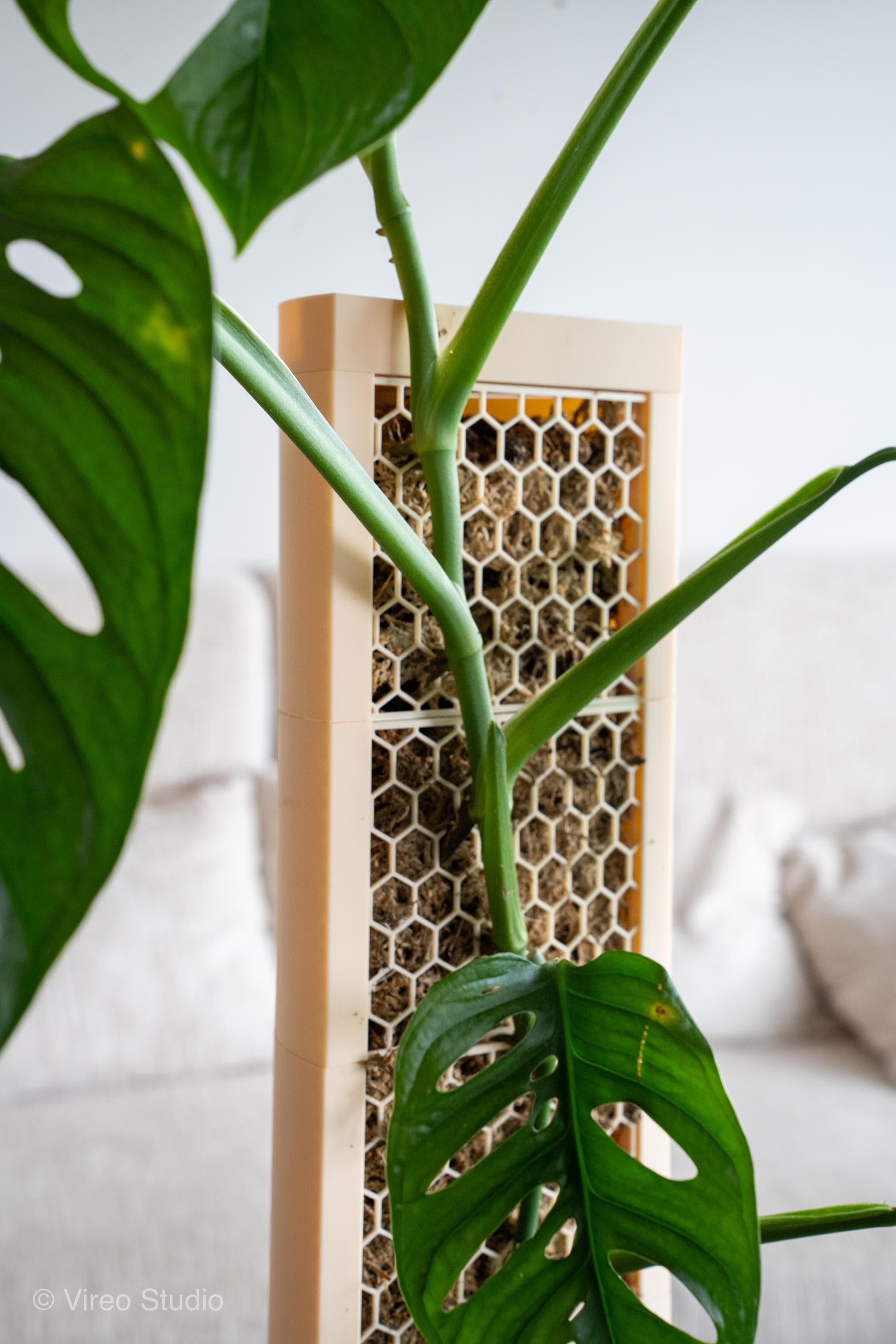 Rankhilfe monstera - Etsy.de