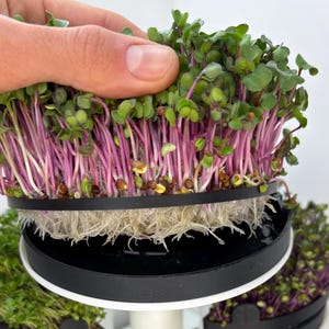 Puede incluir: Primer plano de una bandeja de microgreens de col roja que crecen en un sistema hidropónico. Los microgreens están en una bandeja negra con una base blanca. Los microgreens tienen aproximadamente 5 cm de altura y un color morado vibrante.