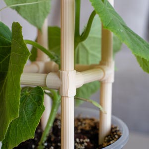 May include: A close-up of a plant in a clear plastic pot with a wooden trellis. The trellis is made of light beige, vertical poles connected by horizontal pieces. Large green leaves surround the trellis.