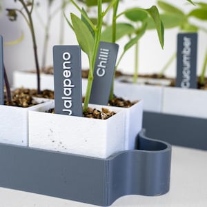 May include: A close-up of a small herb garden with young plants in white square pots. The pots are set in a gray tray. Plant labels read "Jalapeno", "Chilli", and "Cucumber".