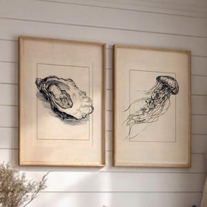 Juego de 2 láminas decorativas vintage de vida marina, láminas antiguas con bocetos de ostras y medusas, decoración costera para baño, obras de arte oceánicas en tonos neutros.
