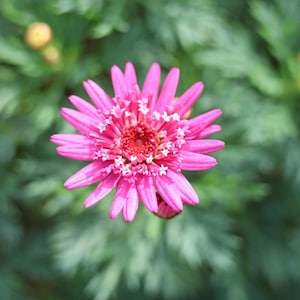 Marguerite Daisy Argyranthemum Frutescens 'Crested Violet‘ | Live Plant in 6 inch Pot