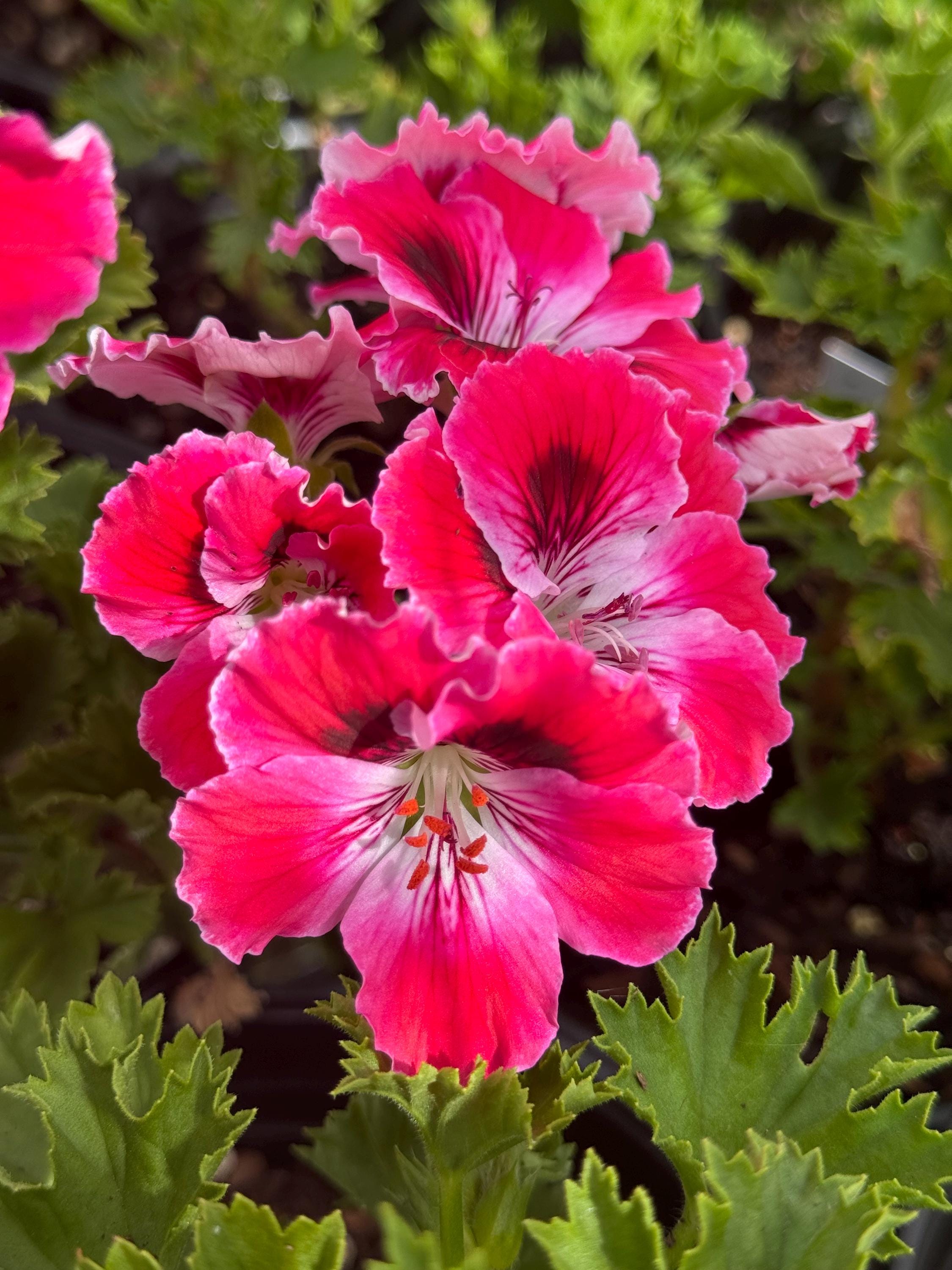 Geranium Elegance 'red Velvet' | Pelargonium X Domesticum | Regal