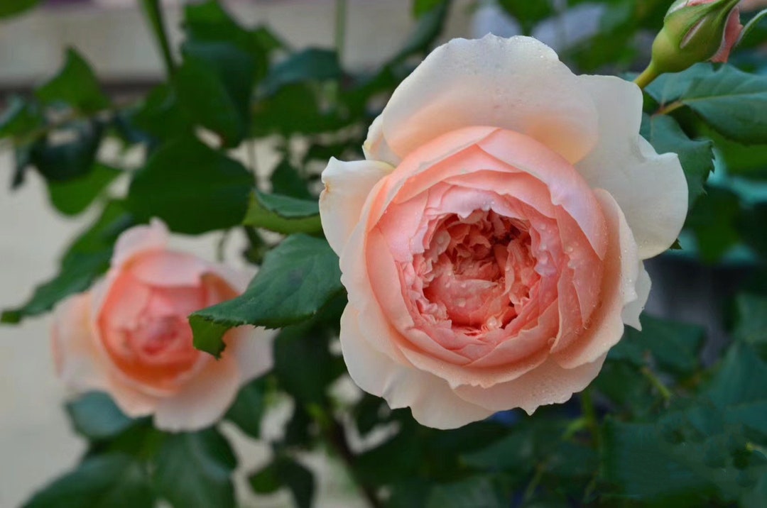 Rare Rose ‘masora’ | Japanese Rose｜ Own-root | in 1 Gallon Pot ｜真宙 マソラ ...