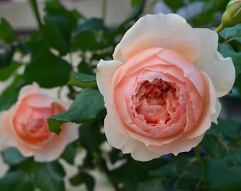 Rare Rose ‘Masora’ | Japanese Rose｜ Own-Root | in 1 Gallon Pot ｜真宙 マソラ
