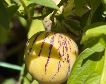 Pepino Melon Plant | 2 Plant Bundle | Ginseng Fruit | Own-root Live Plant