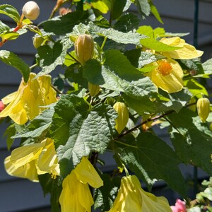 Abutilon ‘Chiffon’ | Flowering Maple | live plant